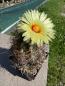Preview: Astrophytum capricorne